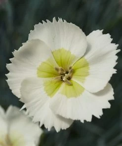 Roots Plants Perennials Dianthus Cocktail Collection | 4 X 2L Pot