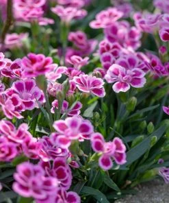 Roots Plants Dianthus 'Pink Kisses' Perennials 8 Roots Plants Dianthus 'Pink Kisses' Perennials