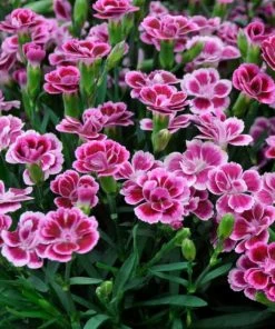 Roots Plants Dianthus 'Pink Kisses' Perennials