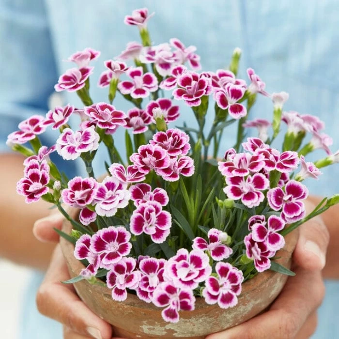 Roots Plants Dianthus 'Pink Kisses' Perennials 4 Roots Plants Dianthus 'Pink Kisses' Perennials