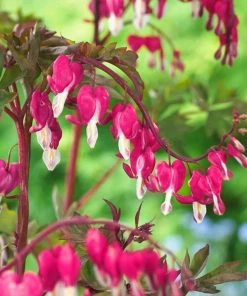 Roots Plants Bleeding Heart Plant 'Spectabilis Valentine' | Dicentra | 3L Pot Perennials