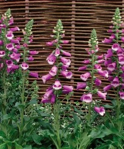 Roots Plants Perennials Foxglove 'Dalmatian Purple' | Digitalis 9 Roots Plants Perennials Foxglove 'Dalmatian Purple' | Digitalis