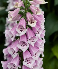 Roots Plants Perennials Digitalis 'Dalmatian Mixed'