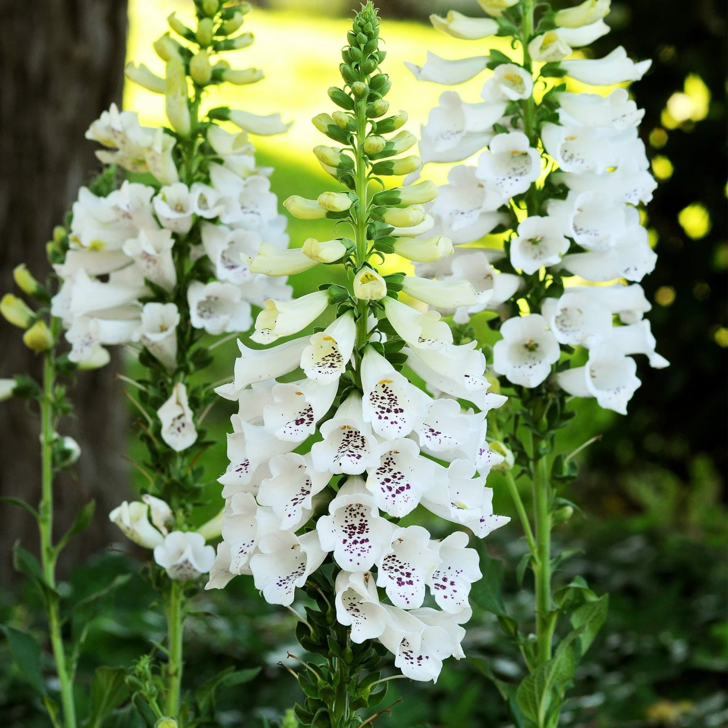Roots Plants Foxglove 'Dalmatian White' | Digitalis Perennials 3 Roots Plants Foxglove 'Dalmatian White' | Digitalis Perennials