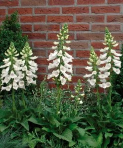 Roots Plants Foxglove 'Dalmatian White' | Digitalis Perennials 7 Roots Plants Foxglove 'Dalmatian White' | Digitalis Perennials