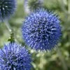 Roots Plants Perennials Echinops 'Blue Globe' | 10.5cm Pot 2 Roots Plants Perennials Echinops 'Blue Globe' | 10.5cm Pot