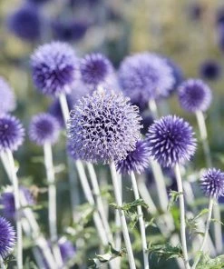 Roots Plants Perennials Echinops 'Blue Globe' | 10.5cm Pot