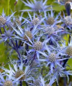 Roots Plants Eryngium 'Blue Hobbit'