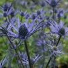 Roots Plants Perennials Eryngium 'Lapis Blue' | 1L Pot 1 Roots Plants Perennials Eryngium 'Lapis Blue' | 1L Pot