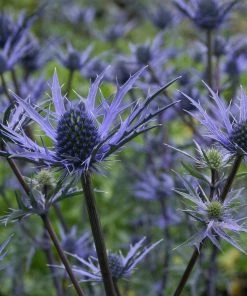 Roots Plants Perennials Eryngium'Lapis Blue' | 1L Pot