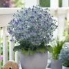 Roots Plants Perennials Eryngium 'Magical Blue Globe' | 1L Pot 1 Roots Plants Perennials Eryngium 'Magical Blue Globe' | 1L Pot