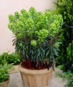 Roots Plants Perennials Euphorbia Purpurea 8 Roots Plants Perennials Euphorbia Purpurea