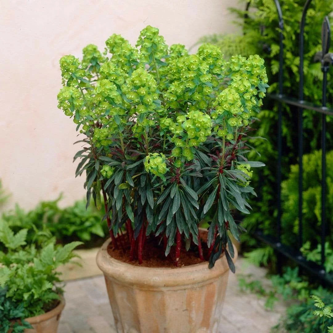 Roots Plants Perennials Euphorbia Purpurea 5 Roots Plants Perennials Euphorbia Purpurea