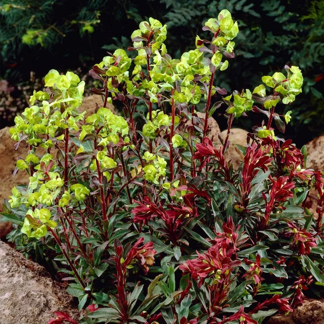 Roots Plants Perennials Euphorbia Purpurea 6 Roots Plants Perennials Euphorbia Purpurea
