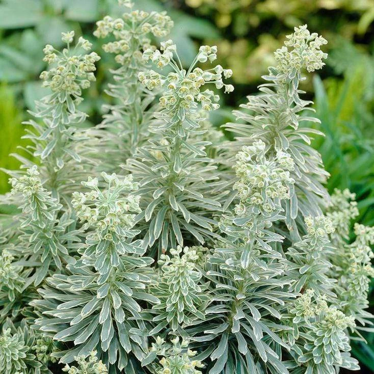 Roots Plants Perennials Euphorbia 'Silver Edge' 3 Roots Plants Perennials Euphorbia 'Silver Edge'