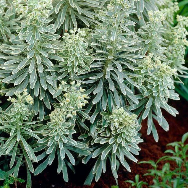 Roots Plants Perennials Euphorbia 'Silver Edge' 5 Roots Plants Perennials Euphorbia 'Silver Edge'