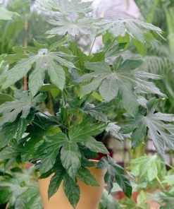 Roots Plants Fatsia 'Japonica' 18cm Pot