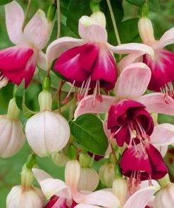 Roots Plants Fuchsias Fuchsia 'Paula Jane Standard' | 3L Pot