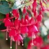 Roots Plants Fuchsia 'Red Tyrol Standard' | 3L Pot