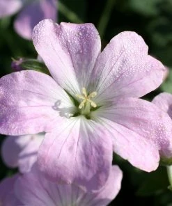 Roots Plants Geraniums & Pelargoniums Geranium 'Dreamland'