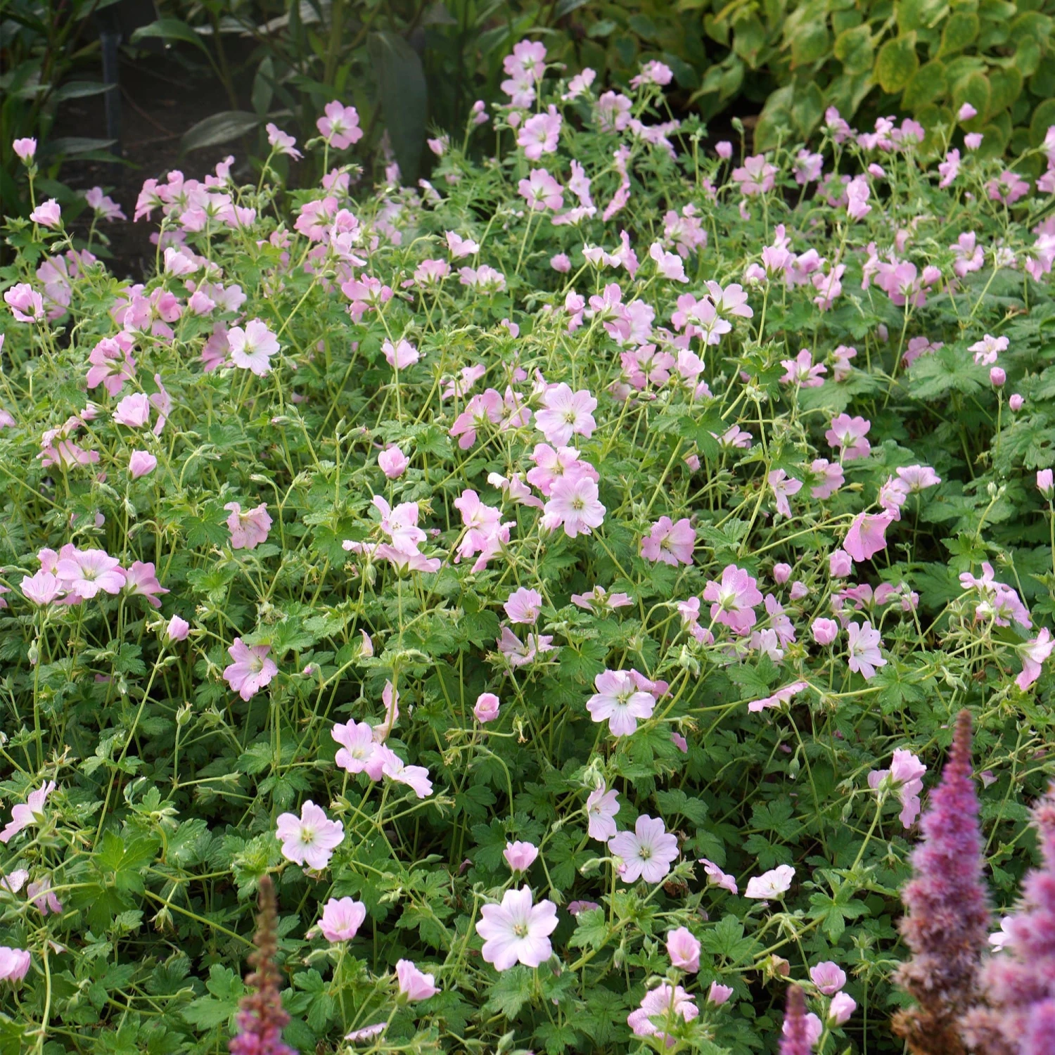 Roots Plants Geraniums & Pelargoniums Geranium 'Dreamland' 4 Roots Plants Geraniums & Pelargoniums Geranium 'Dreamland'