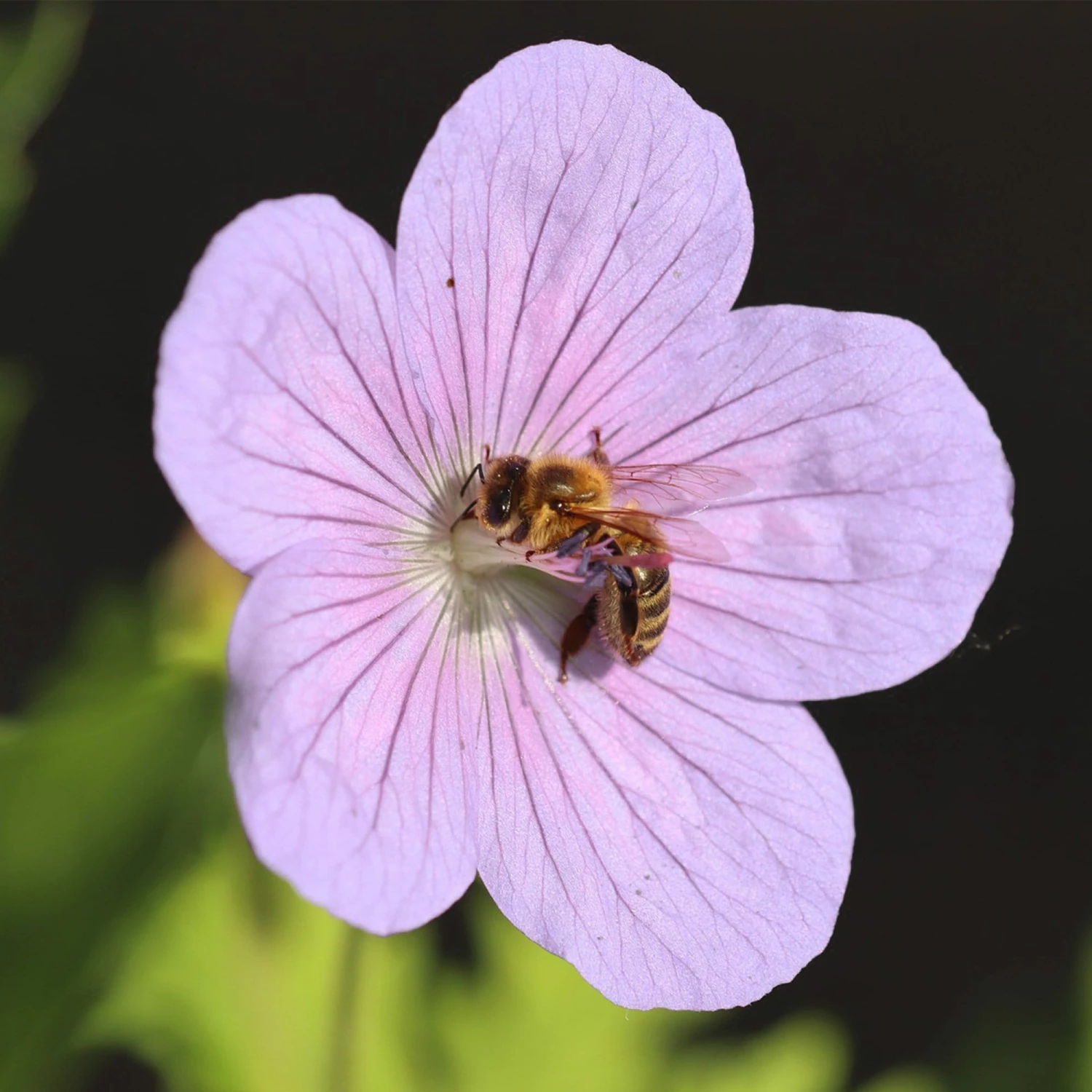 Roots Plants Geraniums & Pelargoniums Geranium 'Dreamland' 5 Roots Plants Geraniums & Pelargoniums Geranium 'Dreamland'