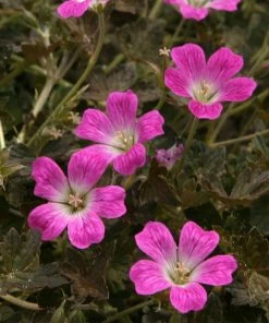 Roots Plants Geraniums & Pelargoniums Hardy Geranium Collection | 3 X 1L Pots