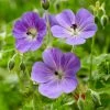 Roots Plants Geranium 'Rozanne'