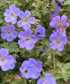 Roots Plants Geranium 'Rozanne'