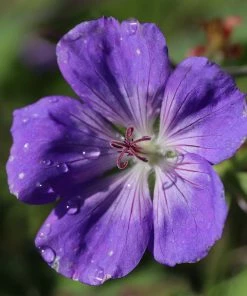 Roots Plants Geraniums & Pelargoniums Hardy Geranium Collection | 3 X 1L Pots