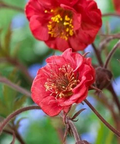 Roots Plants Perennials Geum Collection | 6 X 10.5cm Pots