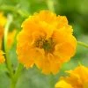 Roots Plants Perennials Geum 'Lady Stratheden' 2 Roots Plants Perennials Geum 'Lady Stratheden'
