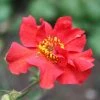 Roots Plants Perennials Geum 'Pink Petticoats' 2 Roots Plants Perennials Geum 'Pink Petticoats'