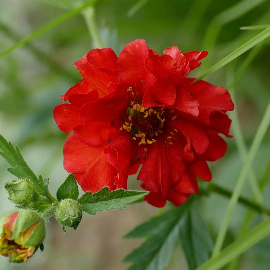 Roots Plants Perennials Geum 'Mrs Bradshaw' 4 Roots Plants Perennials Geum 'Mrs Bradshaw'