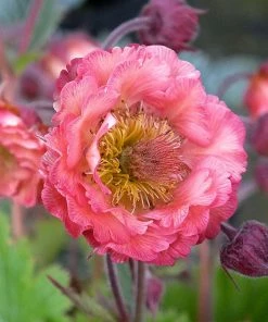 Roots Plants Perennials Geum Collection | 6 X 10.5cm Pots