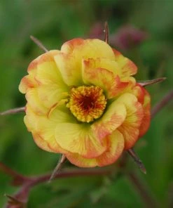 Roots Plants Geum 'Tequila Sunrise' | 10.5cm Pot