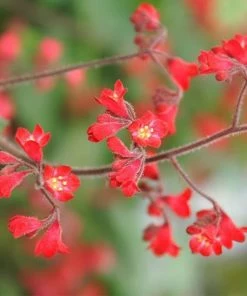 Roots Plants Perennials Heuchera 'Ruby Bells' | 10.5cm Pot