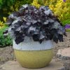 Roots Plants Perennials Heuchera Black Pearl' | 3L Pot 1 Roots Plants Perennials Heuchera Black Pearl' | 3L Pot