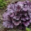 Roots Plants Perennials Heuchera 'Forever Purple' | 3L Pot 1 Roots Plants Perennials Heuchera 'Forever Purple' | 3L Pot