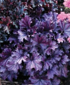 Roots Plants Perennials Heuchera 'Forever Purple' | 3L Pot