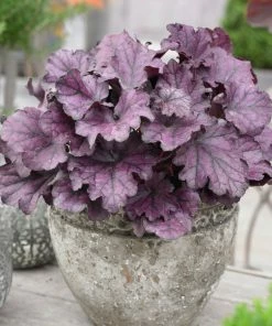 Roots Plants Perennials Heuchera 'Forever Purple' | 3L Pot