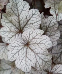 Roots Plants Heuchera Collection Perennials