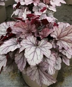 Roots Plants Heuchera 'Huckleberry' Perennials