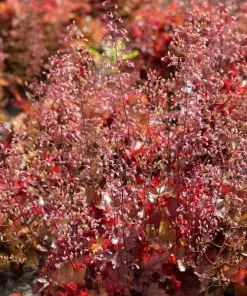 Roots Plants Heuchera 'Indian Summer Cranberry' Perennials