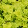 Roots Plants Perennials Heuchera 'Lime Marmalade' 1 Roots Plants Perennials Heuchera 'Lime Marmalade'