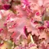Roots Plants Perennials Heuchera 'Marmalade'