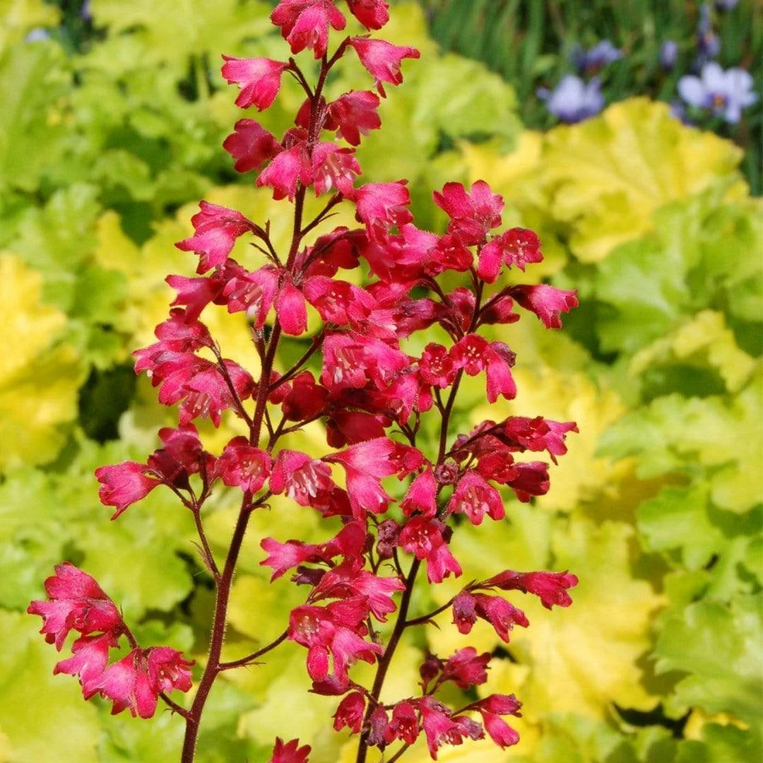Roots Plants Perennials Heuchera 'Paris' 3 Roots Plants Perennials Heuchera 'Paris'