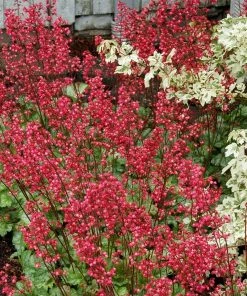 Roots Plants Perennials Heuchera 'Paris' 9 Roots Plants Perennials Heuchera 'Paris'