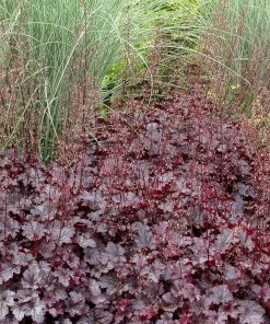 Roots Plants Heuchera 'Plum Pudding'