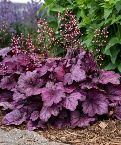 Roots Plants Heuchera 'Wild Rose' | 3L Pot 8 Roots Plants Heuchera 'Wild Rose' | 3L Pot